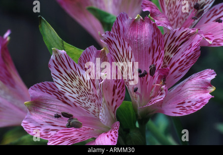 Peruanische Lilie (Alstroemeria spec.), close-up der Blüten Stockfoto