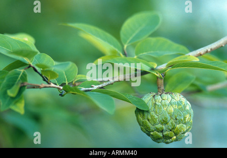 süße Sop, Custard Apple (Annona Squamosa), Zweig mit Früchten Stockfoto