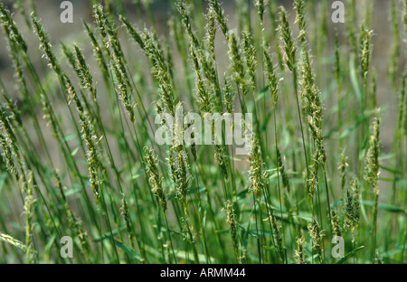 Frühlings-Rasen, Sweetscented vernal Süßgras (Anthoxanthum Odoratum), blühen Stockfoto