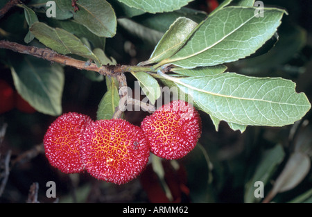 Killarney Erdbeerbaum (Arbutus Madrid), Zweig mit Früchten Stockfoto