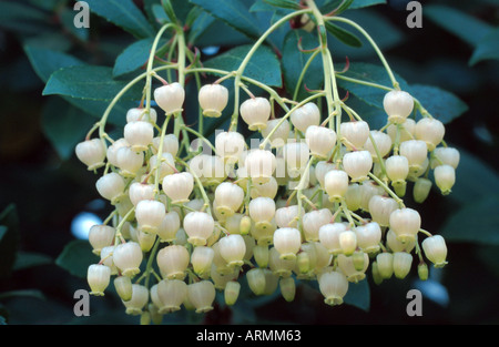 Killarney Erdbeerbaum (Arbutus Madrid), Blütenstand Stockfoto