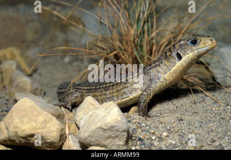 Tawny Eidechse, Sudan versilbert Eidechse (Gerrhosaurus großen) Stockfoto