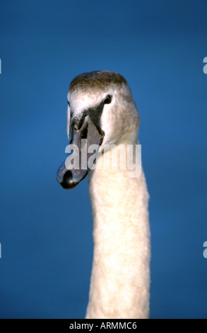 Höckerschwan (Cygnus Olor), Cygnet, Porträt, Deutschland Stockfoto