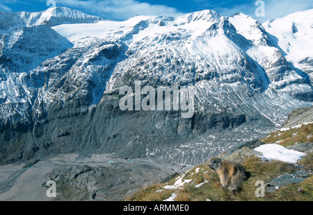 Alpine Murmeltier (Marmota Marmota), mit dem Großglockner im Hintergrund, Österreich Stockfoto