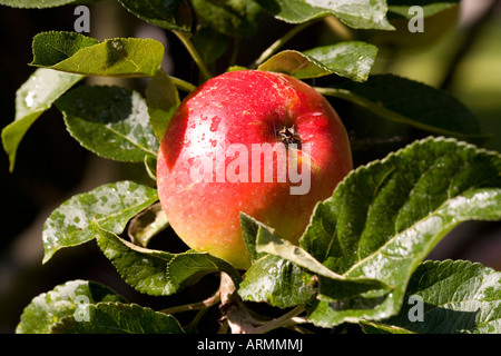 Die Reifen Äpfel am Baum Stockfoto