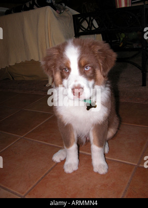 Molly ist ein Australian Shepherd Welpe 3 Monate alte rote Tricolor Stockfoto