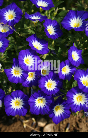 CONVOLVULUS TRICOLOR. BINDWEED. ENSIGN SERIE BLAU. Stockfoto