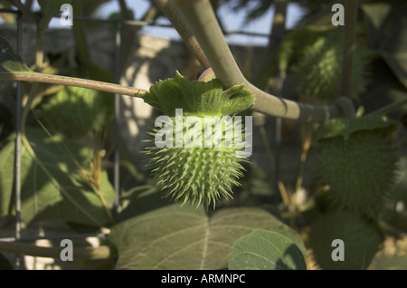 Samenkapsel von Datura Strammonium, Jimson Unkraut oder Thornapple, eine Pflanze mit halluzinogenen oder medizinische Kräuter Stockfoto