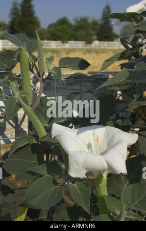 Datura Strammonium, Jimson Unkraut oder Thornapple, Blüte, eine Pflanze mit halluzinogenen oder medizinische Kräuter Stockfoto