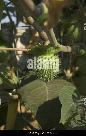 Samenkapsel von Datura Strammonium, Jimson Unkraut oder Thornapple, eine Pflanze mit halluzinogenen oder medizinische Kräuter Stockfoto
