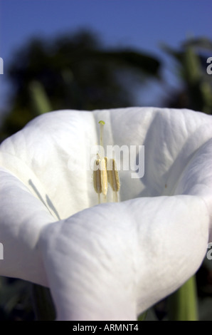 Nahaufnahme der Blüte der Datura Strammonium, Jimson Unkraut oder Thornapple, eine Pflanze mit halluzinogenen oder medizinische Kräuter Stockfoto