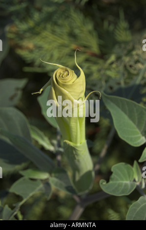 Datura Strammonium, Jimson Unkraut oder Thornapple, eine Pflanze mit halluzinogenen oder Heilkräuter, Blume geschlossen Stockfoto