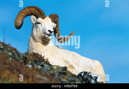 Der Dallschafe, weißes Schaf (Ovis Dalli), Ram, stehend, USA, Alaska Stockfoto