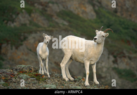 Der Dallschafe, weißes Schaf (Ovis Dalli), Mutter mit jungen, USA, Alaska Stockfoto