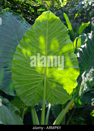 Giant's Elephant ear (alocasia macrorrhiza) Stockfoto