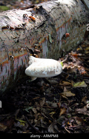 Holz PIPTOPORUS BETULINUS. BIRCH POLYPORE. Pilze Stockfoto