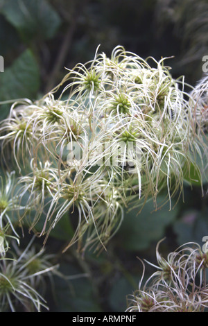 Herbst Clematis vitalba. TRAVELLER'S FREUDE. OLD MAN'S BART. Stockfoto