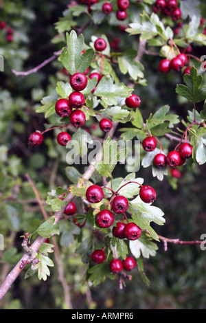 CRATAEGUS LAEVIGATA. MIDLAND WEISSDORN Stockfoto