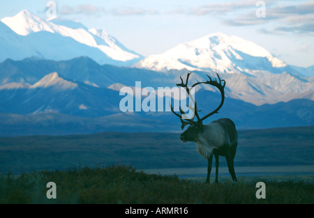 kargen Boden Carribu, Rentier (Rangifer Tarandus Caribou), vor Berg Landschaft, USA, Alaska Stockfoto