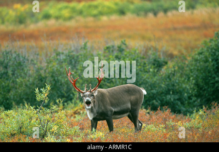 kargen Boden Carribu, Rentier (Rangifer Tarandus Caribou), Stier Eisstockschießen Lippen, USA, Alaska Stockfoto