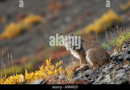 Kanadischer Luchs, Silber Luchs (Lynx Canadensis), sitzen auf der Piste, USA, Alaska Stockfoto