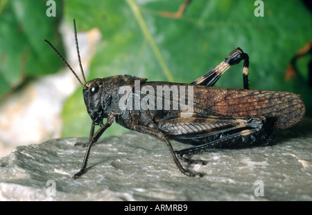 Rassel Grashüpfer (Psophus Stridulus), Männlich, Italien, Ligurien Stockfoto