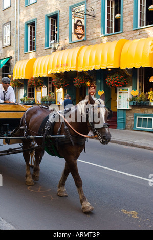 Pferdekutsche Kutsche entlang Rue St. Louis, Quebec Stadt, Quebec, Kanada. Stockfoto