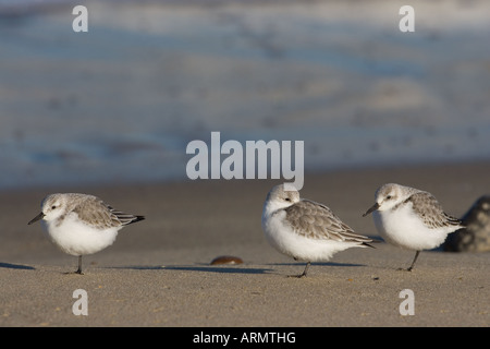 Sanderling Calidris alba Fütterung auf North Norfolk Strand im Winter Stockfoto