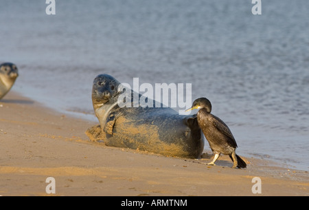 Shag Phalacrocorax aristotelis und Common Seals am Wells Beach Norfolk Stockfoto