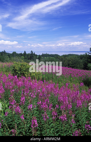 Felder mit Blick auf die Bay Of Fundy mit Weidenröschen in der Nähe von Alma, New Brunswick, Kanada. Stockfoto