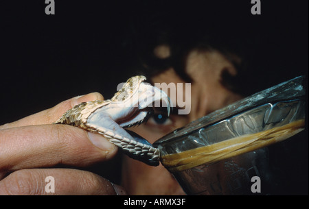 Blätterteig-Addierer (Bitis Arietans, Bitis Lachesis), Melken Stockfoto