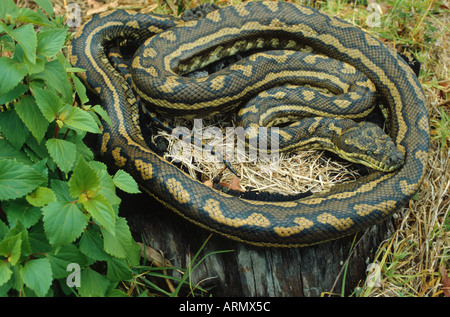 Diamant-Python (Morelia Spilota Spilota, Morelia Argus) Stockfoto