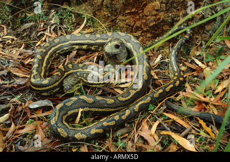 Diamant-Python (Morelia Spilota Spilota, Morelia Argus) Stockfoto