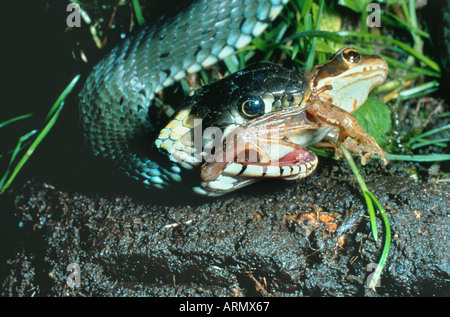 Ringelnatter (Natrix Natrix), mit aufgenommenen Grassfrog, Deutschland Stockfoto