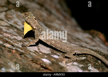 fliegende Drachen, fliegende Echsen (Draco Spec.). Stockfoto