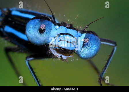 gemeinsamen Ischnura, blau-tailed Damselfly (Ischnura Elegans), portrait Stockfoto