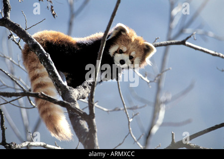 kleinere Panda, roter Panda (Ailurus Fulgens), sitzt auf einem Ast, Gefangenschaft, China Wolong-Tal Stockfoto