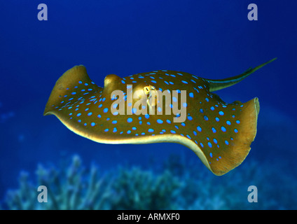 Ribbontail Stingray, blau spotted Stingray, blau gefleckten Lagoonray Pfauentaube, Bluespotted Ribbontail Strahl (Taeniura Lymma) Stockfoto