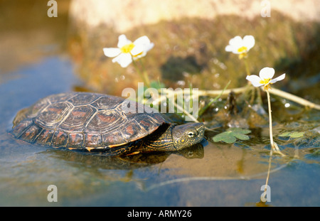 Maurish Schildkröte, Mittelmeerschildkröte (Mauremys Leprosa), seitliche Ansicht mit Wasser Crowfoot, Spanien, Estremadura, Rio Almonte Stockfoto