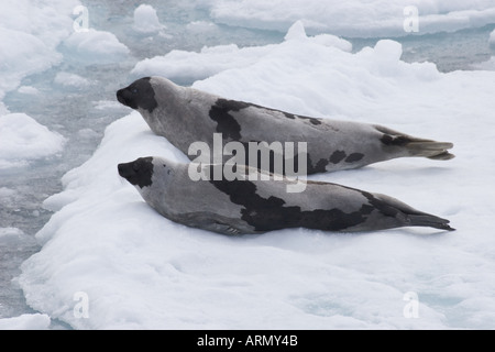 Harfe Dichtung (Phoca Groenlandica), zwei Tiere ruhen auf Treibeis. Stockfoto