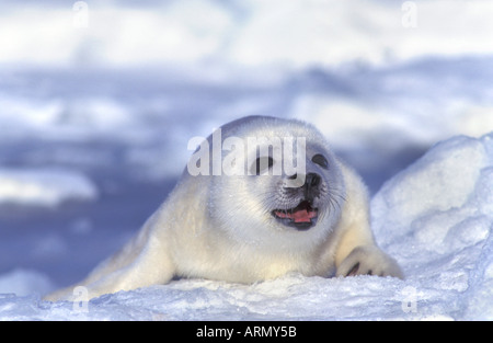 Grönlandrobbe (Phoca Groenlandica), dichten jungen im Schnee liegen. Stockfoto