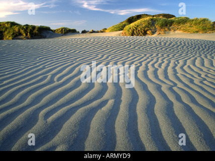 Wharariki Beach, Neuseeland Stockfoto