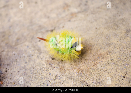 Raupe des blassen Tussock Moth Calliteara Pudibunda. Die Überlebenstechnik der Rollen in einem engen stachelige Kugel zeigt. Stockfoto