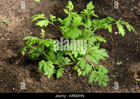 Gemeinsamen Wermut, Absinth, junge Pflanze, großen Wermut (Artemisia Absinthum) Stockfoto