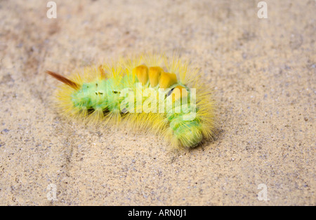 Raupe des blassen Tussock Moth Calliteara Pudibunda Stockfoto