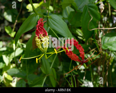 Herrlichkeit Lily (gloriosa superba) Stockfoto