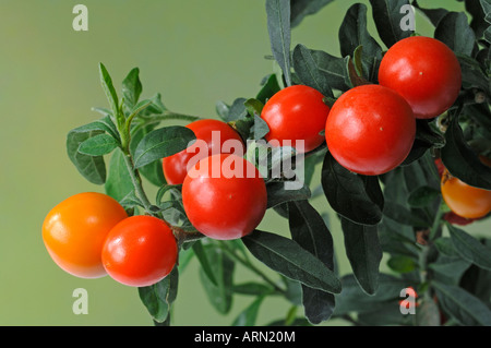 Korallenstrauch (Solanum Pseudocapsicum), Zweig mit reifen Früchten Stockfoto