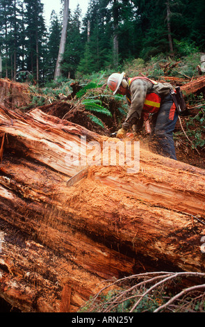 Holzindustrie, reduziert Baum Faller Zeder, Vancouver Island, British Columbia, Kanada. Stockfoto