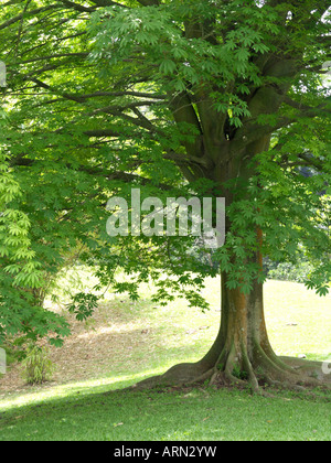 Kapok (ceiba pentandra) Stockfoto