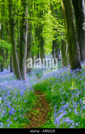 Weiches Fokusbild eines Weges durch Bluebells und Buchen in Priors Wood bei Portbury, North Somerset, England. Stockfoto